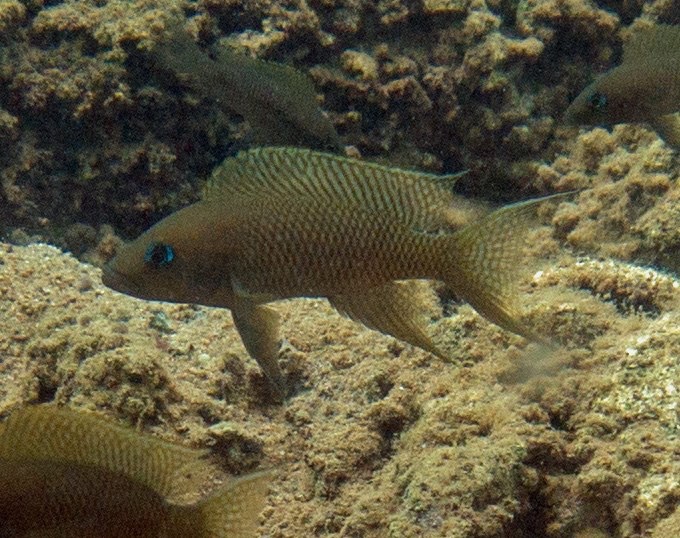 Neolamprologus walteri 'Gombe NP'